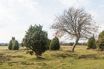 Obraz premium Bare tree in a landscape with junipers