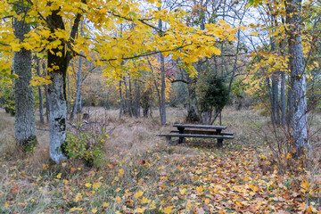 Picnic place in a forest glade in fall season