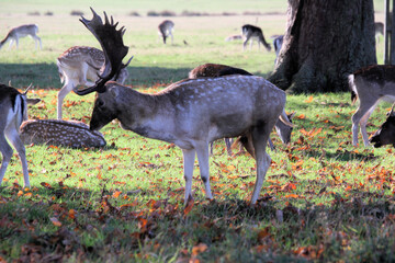 A close up of a Fallow Deer