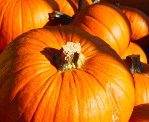 Pumpkin