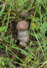 The edible boletus mushroom grows in the grass.