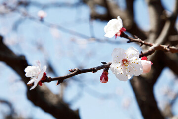 さくらの花