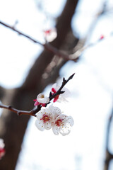 さくらの花