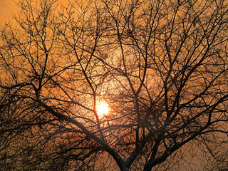 Sundown through bare tree twigs . Tranquil fall sunset landscape with nobody
