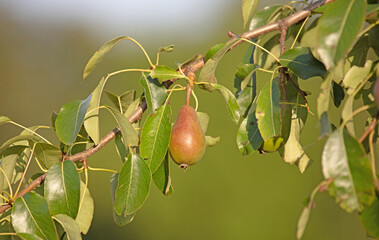 Pear tree with small growing apples