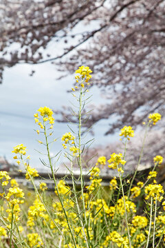 1 186 Best 八王子市images Stock Photos Vectors Adobe Stock