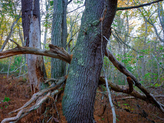 Old pine tree trunks in autumn forest