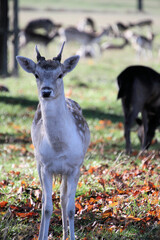 A close up of a Fallow Deer