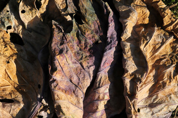 Yellowed leaves in autumn. Abstract nature background texture.