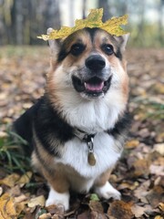 corgi pembroke dog in park