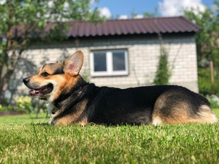 corgi pembroke dog