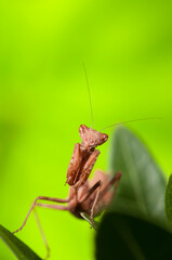 European dwarf mantis (Ameles spallanzania) on green background, Italy.