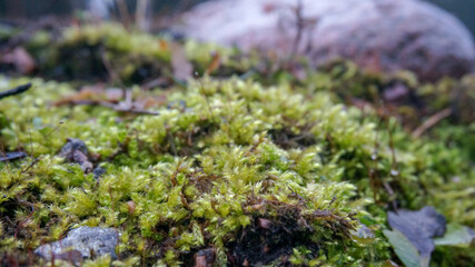 winter moss