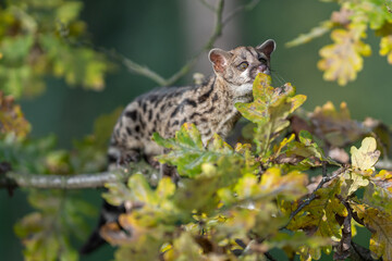 Large-spotted genet (Genetta tigrina) in natural habitat, South Africa