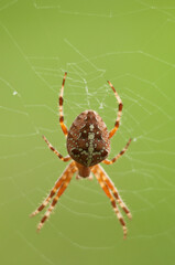 spider on a web on a light green background macro photo

