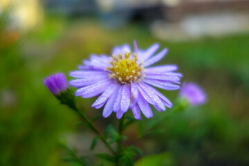 summer flowers