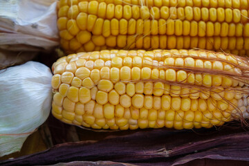 Corn cobs. Harvest concept. Copy space.