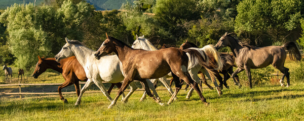 Herd of horses running in a field in Provence
