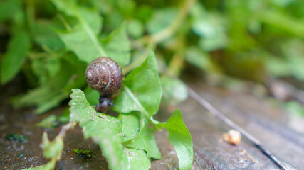 snail