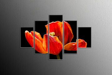 Five canvas set with picture of red tulip on black background, isolated on dark textured wall, interior decor mock up