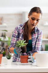 Woman replanting houseplant in the kitchen. Holding succulent flower on camera planting in ceramic pot using shovel, gloves, fertil soil and flowers for house decoration.