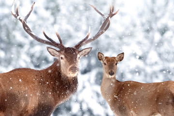 Noble deer male and female in a snowy winter forest. Christmas artistic image. Winter wonderland.