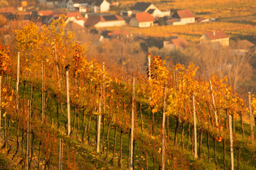 Fototapeta premium Vineyard with Weissenkirchen in background at wachau valley in authumn 