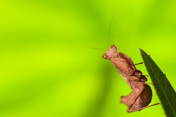 European dwarf mantis (Ameles spallanzania) on green background, Italy.