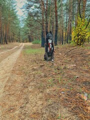 Fototapeta premium Прогулка с собакой в осеннем лесу 