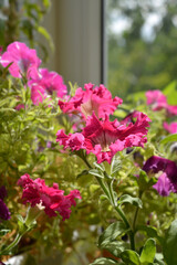 Beautiful pink petunia flowers on blurred background. Warm summer day