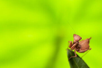 European dwarf mantis (Ameles spallanzania) on green background, Italy.