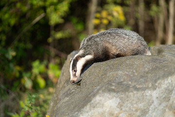 The Forest Badger (Meles Meles) in its typical drenching. The badger is a beast of the weasel family.