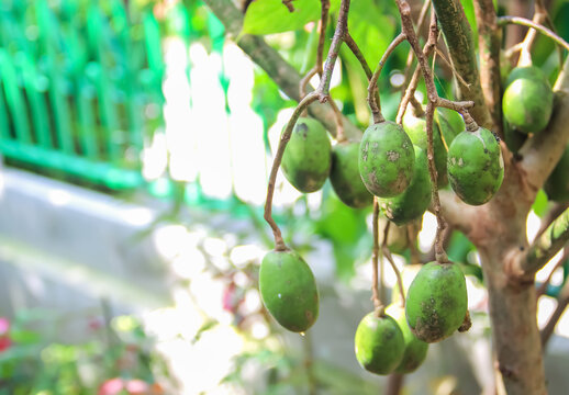 Green spondias mombin hanging on branch of tree
