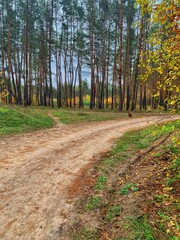 path in autumn forest