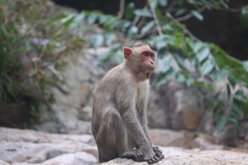 japanese macaque sitting on the ground