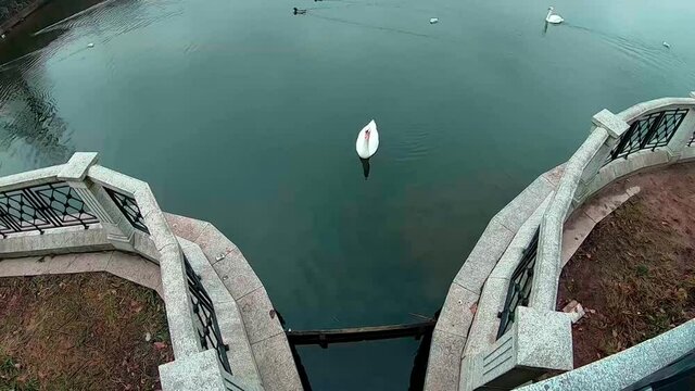 A lone snow-white Swan. The famous Kaliningrad pond with swans. Beautiful stone fence. A curious Swan. Waterfowl in winter. Elegant white Swan. Flying pigeon. Ducks swim on the pond. Cold season.