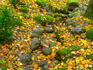 autumn orange leaves