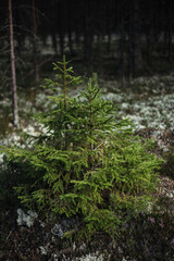 moss covered forest