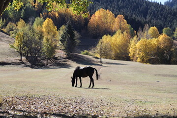 Fototapeta na wymiar wild horses roaming the field