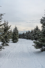 winter mountain scenery with snow covered hiking trail and smaller trees bellow Lysa hora hill in...