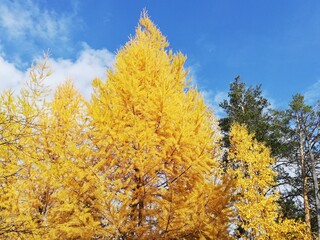 Fototapeta premium foto