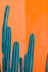 Foto op Aluminium afbeelding van groene cactus tegen oranje achtergrond. © ponsulak
