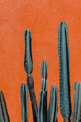 Bild des grünen Kaktus vor orangefarbenem Hintergrund.