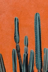 Fototapete Kaktus Bild des grünen Kaktus vor orangefarbenem Hintergrund.