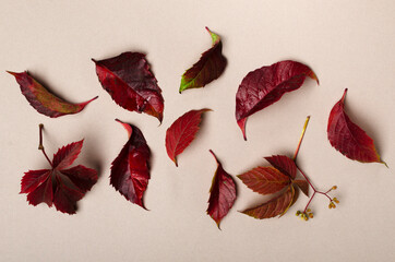 Closeup of red fall leaves on the bright brown surface