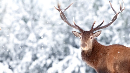 Noble red deer male against the winter snow forest. Winter christmas wonderland. Copy space.