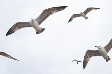 Closeup of seagulls in the dramatic dark sky.=