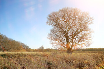 landscape in the autumn park / concept nature seasonal landscape season, autumn, forest, trees Indian summer