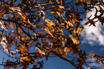Brown oak tree leaves in the sun against a blue sky with white clouds