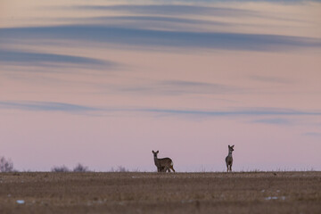 Obraz na płótnie Canvas The Sunset Landscape and Deers